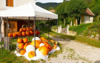 Coltivazione zucche irrigazione