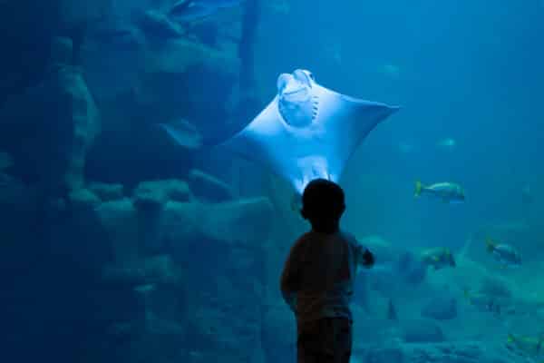 Valvole a farfalla per acqua di mare - grandi diametri